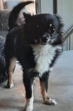 Chihuahua mini pup reutje, Parvo, 15 weken tot 1 jaar, Reu, Eén hond