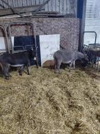Te koop 2 mini ezel merries. En drachtig!!, April, Vrouwelijk
