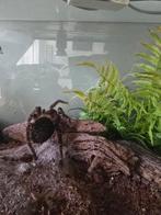 Lasiodora Parahybana