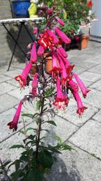 Phygelius / Kaapse fuchsia, Volle zon, Vaste plant, Zomer, Ophalen