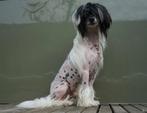 Chinese naakthond van 1 jaar, Dieren en Toebehoren, Honden | Chihuahua's en Gezelschapshonden, Rabiës (hondsdolheid), 1 tot 2 jaar