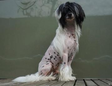 Chinese naakthond van 1 jaar beschikbaar voor biedingen