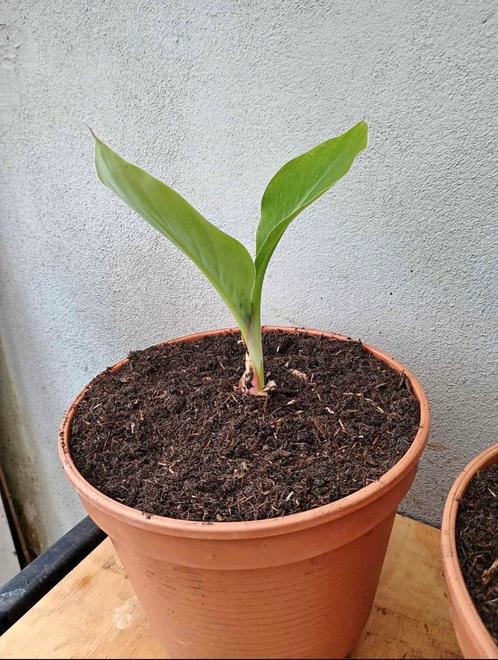 Te koop Chinese lotus banaan, Tuin en Terras, Planten | Tuinplanten, Eenjarig, Volle zon, Zomer, Ophalen