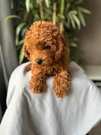 Toypoedel, Dieren en Toebehoren, Particulier, 15 weken tot 1 jaar, CDV (hondenziekte), Buitenland