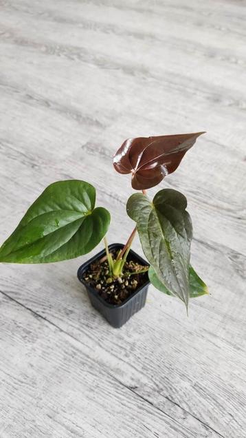 Anthurium 'Red Beauty' stek (clone) beschikbaar voor biedingen