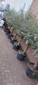 Zeer mooie dikke olijfbomen te koop, Tuin en Terras, Planten | Bomen, Volle zon, Ophalen of Verzenden, 100 tot 250 cm, Olijfboom