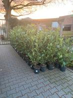 Prunus Rotundifolia - Laurier 130cm, Ophalen, Laurier, Haag, 100 tot 250 cm