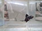 Betta splendens super delta kempvis man