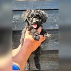 Prachtig Maltipoo teefje beschikbaar!, Nederland, Overige rassen, CDV (hondenziekte), 8 tot 15 weken