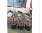Pawpaw, Ophalen, Overige soorten, Winter, Volledige schaduw