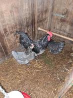 Australorp blauw groot, Dieren en Toebehoren, Pluimvee, Geslacht onbekend, Kip