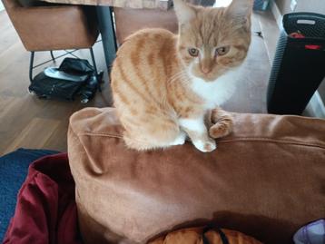 Poes beschikbaar voor biedingen