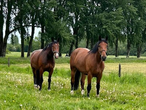 Vriendelijke volwassen (18+) en gevorderde bijrijder gezocht, Dieren en Toebehoren, Paarden en Pony's | Overige Paardenspullen