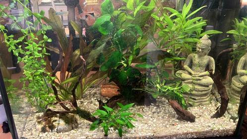 Superfish 50 zenn aquarium compleet, Dieren en Toebehoren, Reptielen en Amfibieën | Toebehoren, Zo goed als nieuw, Terrarium of Paludarium