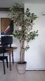 Ficus Benjamin Kunstplant | 210 cm | Gerecycled Plastic, Ophalen of Verzenden, Zo goed als nieuw, Binnen