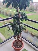 Kunstplant, Overige soorten, 100 tot 250 cm, Zomer, Ophalen