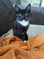 Onze lieve kittens zijn te koop, Dieren en Toebehoren, Meerdere dieren, Kortharig, 0 tot 2 jaar