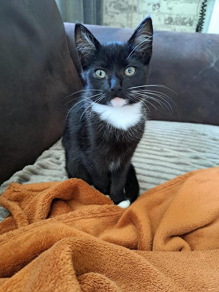 Onze lieve kittens zijn te koop, Dieren en Toebehoren, Katten en Kittens | Overige Katten, Kortharig, Meerdere dieren, 0 tot 2 jaar