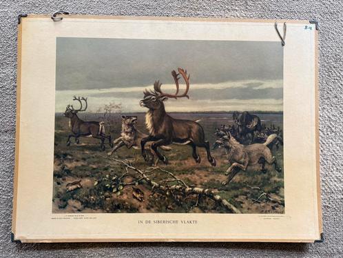 Schoolplaat: In de Siberische vlakte, Antiek en Kunst, Antiek | Schoolplaten, Natuur en Biologie, Ophalen of Verzenden