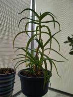 Aloe Arborescens, Huis en Inrichting, Kamerplanten, Minder dan 100 cm, Halfschaduw, In pot, Groenteplant