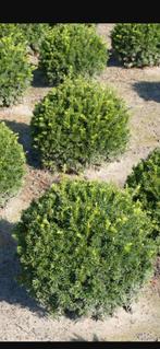 Taxus Baccata Bol en kegel  - Haagplanten 30 40 cm hoog ., Vaste plant, Bloeit niet, Halfschaduw, Ophalen
