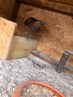 chinese bamboe  patrijs, Mannelijk