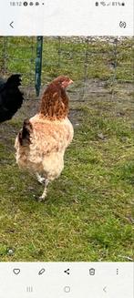 Grote Leghen, Vrouwelijk, Kip