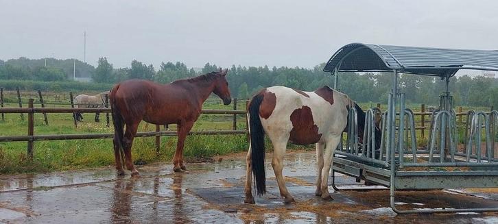 24/7 buiten. Plek in kleine kudde, Dieren en Toebehoren, Stalling en Weidegang, Stalling