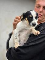 Panda zoekt een baasje, Dieren en Toebehoren, Honden | Niet-rashonden, Rabiës (hondsdolheid), 15 weken tot 1 jaar, Handelaar, Buitenland