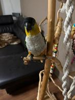 Zwartkop caique super tam, Mannelijk, Tam