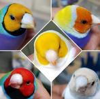 Gezocht !!!natuurbroed gouldamadines geel, Dieren en Toebehoren, Vogels | Overige Vogels, Meerdere dieren, Tropenvogel