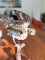 Opgezette vogel – bonte strandloper (Calidris alpina), Dieren en Toebehoren, Vogels | Overige Vogels, Geslacht onbekend