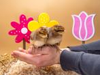 Bielefelder groot baby kuikens hennetjes, gesekst en ingeënt, Dieren en Toebehoren, Pluimvee, Vrouwelijk, Kip