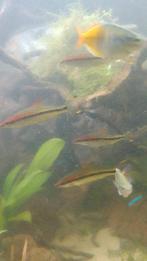 torpedo barbeel, Dieren en Toebehoren, Vis, Zoetwatervis, Schoolvis