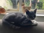 Erg lieve kater, Dieren en Toebehoren, Katten en Kittens | Overige Katten, Kater