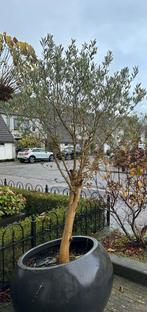 Olijfboom (met kapotte pot), Tuin en Terras, Bloeit niet, 100 tot 250 cm, Olijfboom, Ophalen