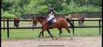 Lieve 14-jarige merrie met goede afstamming, Dieren en Toebehoren, Paarden, Merrie, Minder dan 160 cm, B, Gechipt