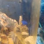 Chrysiptera parasema, Dieren en Toebehoren, Vis