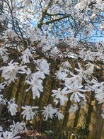 Magnolia Kobus / Beverboom +/- 4 á 5 meter hoog, Tuin en Terras, Ophalen