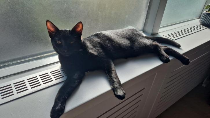 Kitten zoekt gouden mand, Dieren en Toebehoren, Katten en Kittens | Overige Katten
