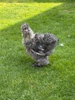 Zijdehoen haan, Dieren en Toebehoren, Mannelijk, Kip