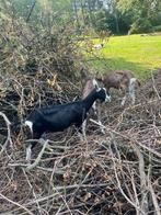 6 melkgeiten CAE/CL vrij, Dieren en Toebehoren, Vrouwelijk, Schaap