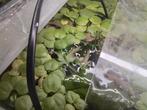 Kikkerbeet 10 plantjes, Vis