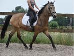 Unieke en superbrave 10-jarige Quarter, E pony (1.48m - 1.57m), Gechipt, Ruin, Zadelmak
