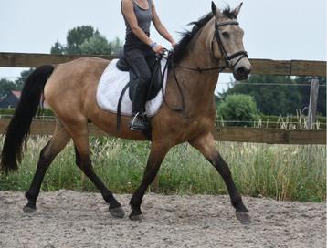 Unieke en superbrave 10-jarige Quarter beschikbaar voor biedingen