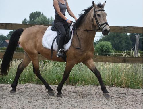 Unieke en superbrave 10-jarige Quarter, Dieren en Toebehoren, Pony's, Ruin, Zadelmak, E pony (1.48m - 1.57m), Recreatiepony, 7 tot 10 jaar
