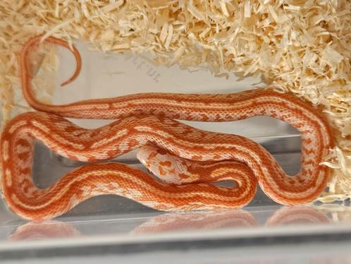 Rattenslang, Dieren en Toebehoren, Reptielen en Amfibieën, Slang