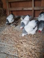 Broedeieren Wyandotte Columbia kriel, Dieren en Toebehoren, Pluimvee, Geslacht onbekend, Kip