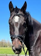 Lieve, aansprekende 5-jarige Groninger ruin, B, Gechipt, Ruin, Dressuurpaard