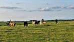 Th, Stalling met veel Weidegang., Dieren en Toebehoren, Stalling en Weidegang, Weidegang